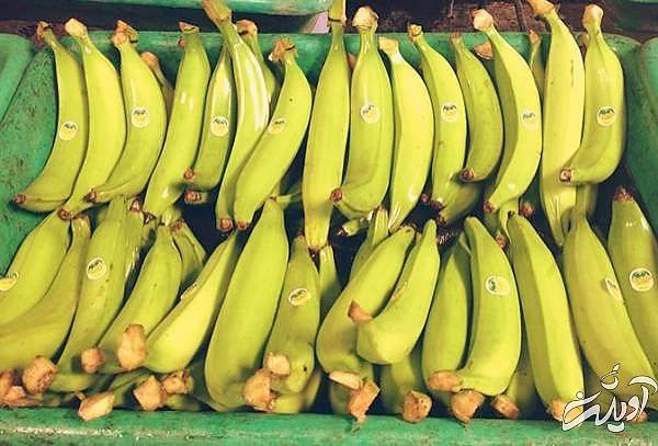 خواص پلانتین در درمان بیماریها خواص مختلف پلانتین